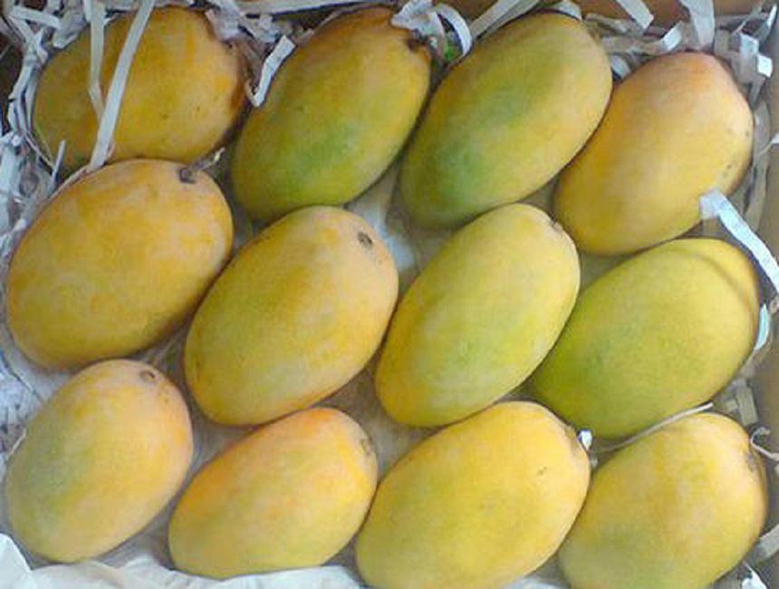 Thai Fresh Mango Exporter Manufacturer and Supplier