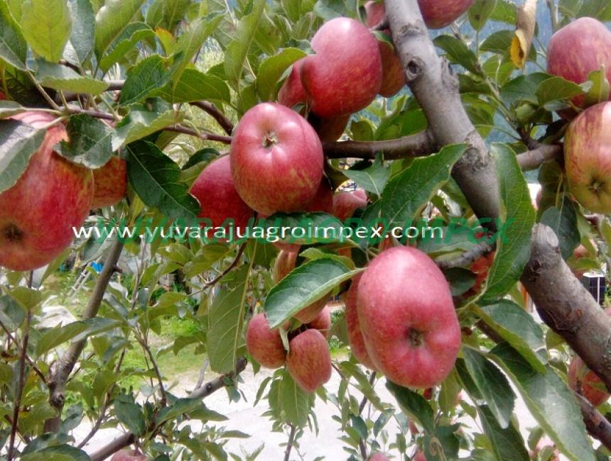 Fresh Apple Fruit, Indian